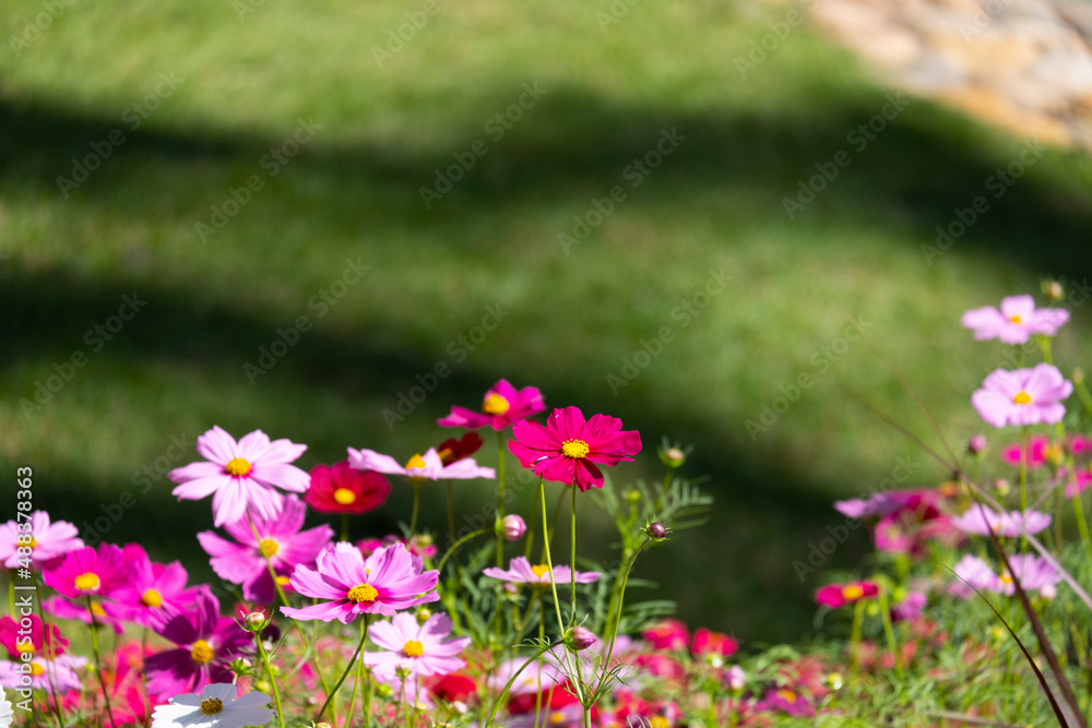 fresh beauty mix pink and purple cosmos flower blooming in natural botany garden park. green grass background fresh beauty mix pink and purple cosmos flower blooming in natural botany garden park. green grass background