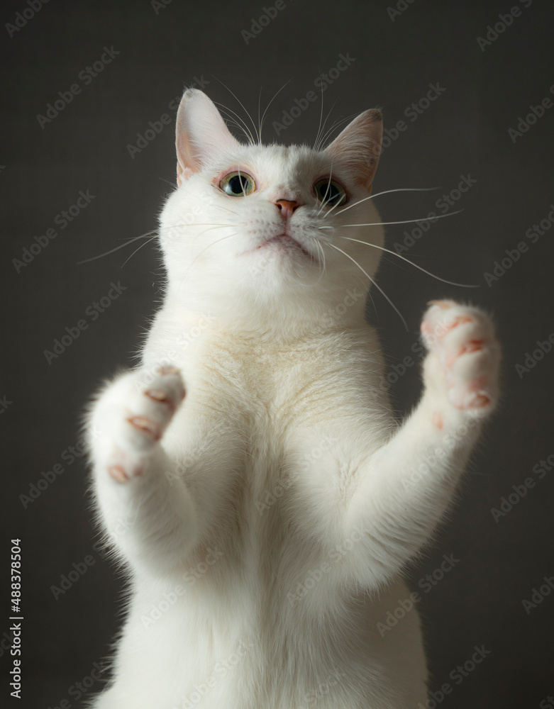 Obraz premium 手を挙げているかわいい白猫 グレー背景