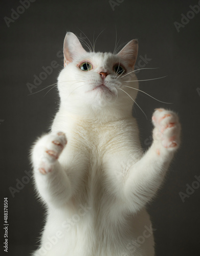 手を挙げているかわいい白猫　グレー背景