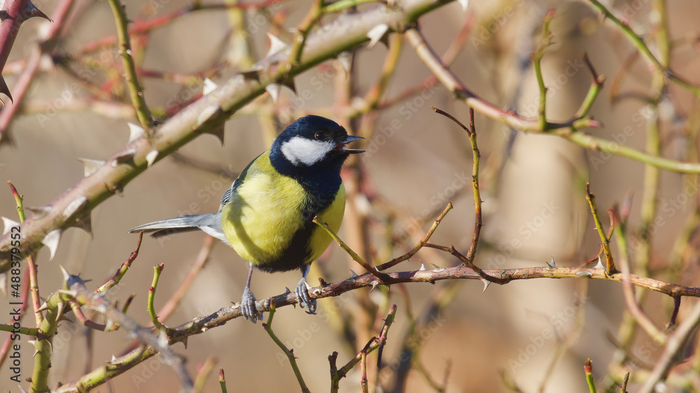 Fototapeta premium Great tit