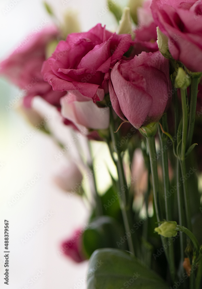Obraz premium Eustoma in pink/rosa, close up