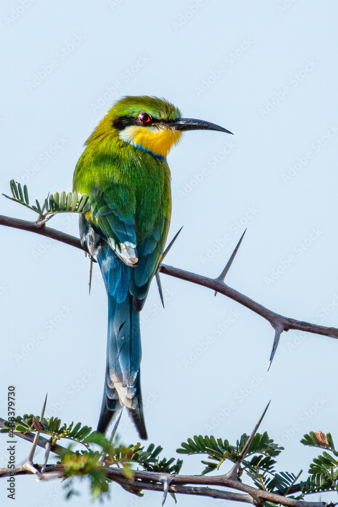 Swallow-tailed bee-eater (Merops hirundineus) perched on acacia tree, Okavango delta, Botswana Swallow-tailed bee-eater (Merops hirundineus) perched on acacia tree, Okavango delta, Botswana