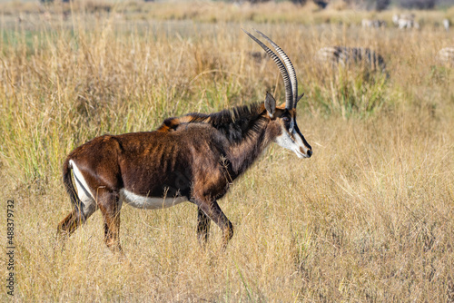 Sable antelope (Hippotragus niger), Okavango delta, Botswana
 photo