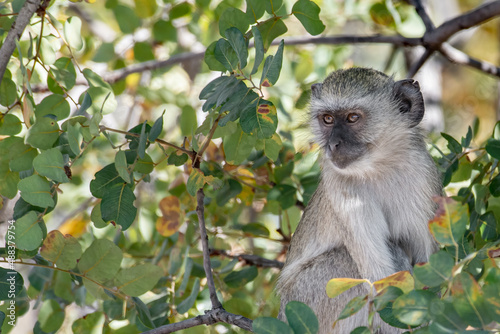 Vervet monkey (Chlorocebus pygerythrus) sitting on the tree, Okavango delta, Botswana
