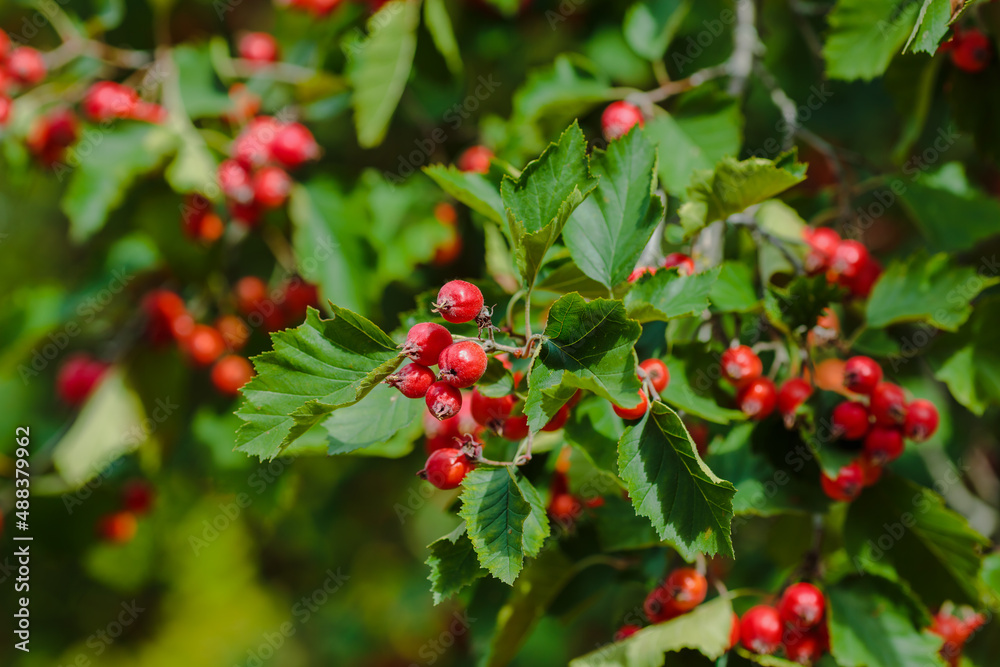 Berries of Hawthorn ( lat. Crataegus ) on the branch