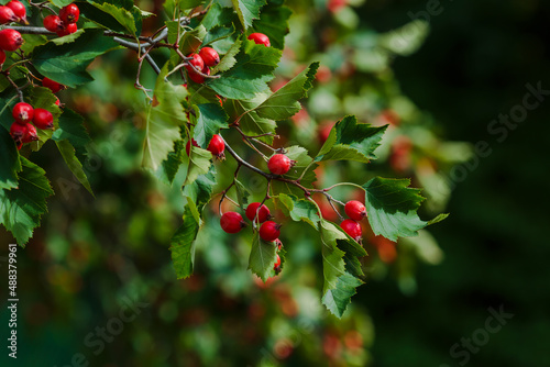 Fotografie, Obraz Berries of Hawthorn ( lat. Crataegus ) on the branch