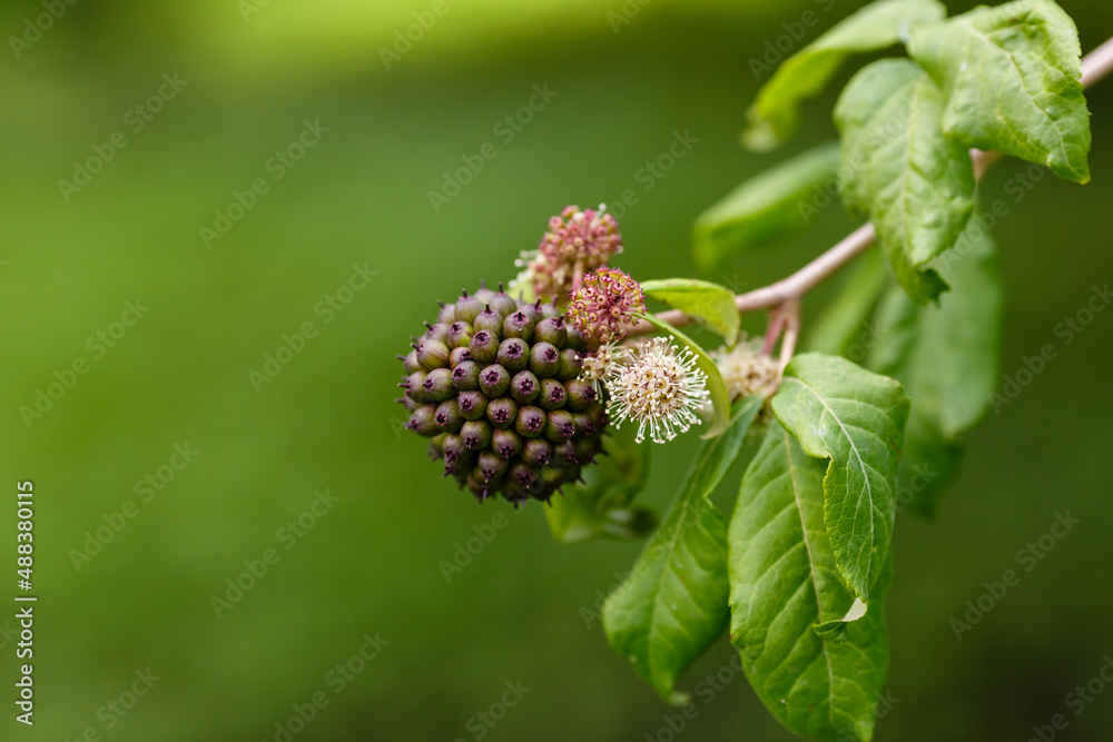Berries of Eleutherococcus senticosus in natural background. Eleutherococcus is a genus of plants of the Aralii family. Medicinal plants in the garden Berries of Eleutherococcus senticosus in natural background. Eleutherococcus is a genus of plants of the Aralii family. Medicinal plants in the garden