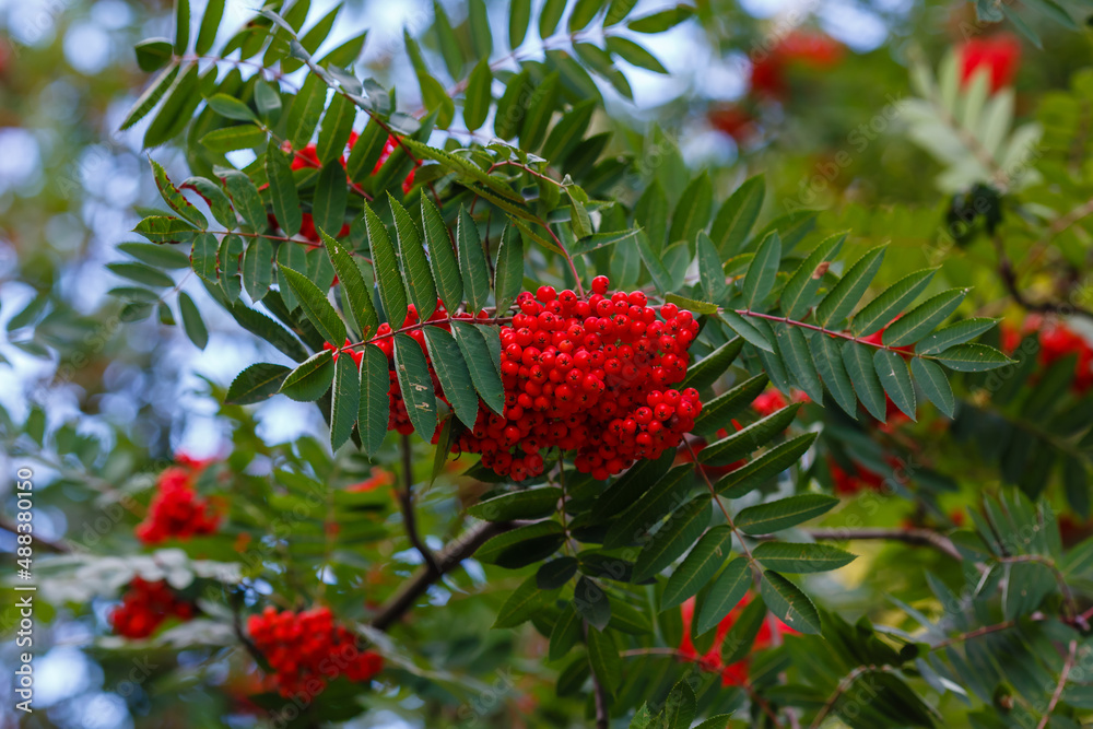 Rowan ordinary or Mountain ash ( lat. Sorbus aucuparia ) is a tree , a species of the genus Rowan of the Rosaceae family