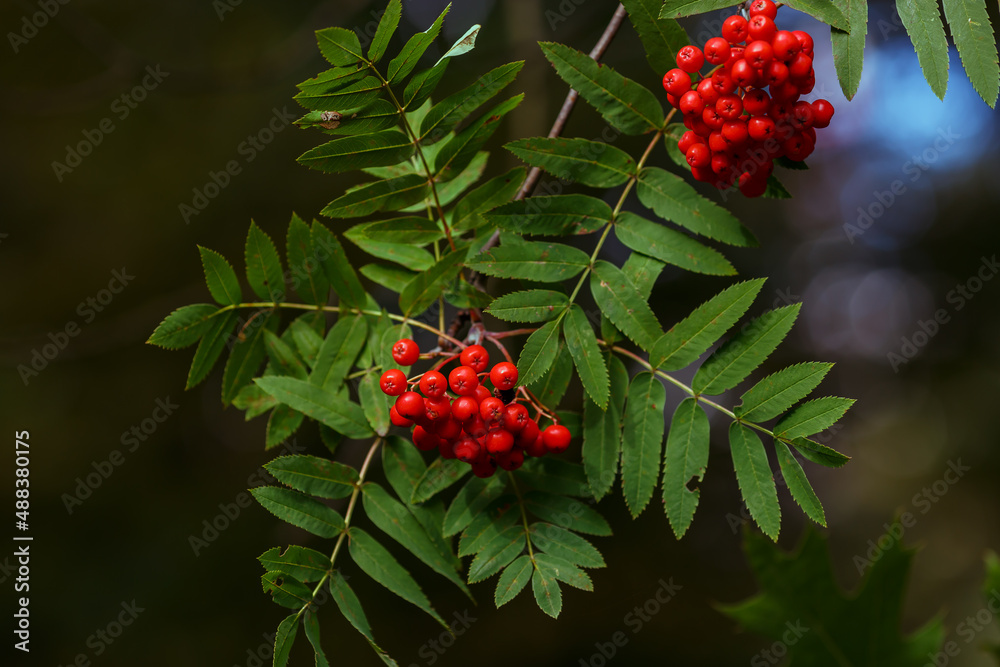 Rowan ordinary or Mountain ash ( lat. Sorbus aucuparia ) is a tree , a species of the genus Rowan of the Rosaceae family Rowan ordinary or Mountain ash ( lat. Sorbus aucuparia ) is a tree , a species of the genus Rowan of the Rosaceae family