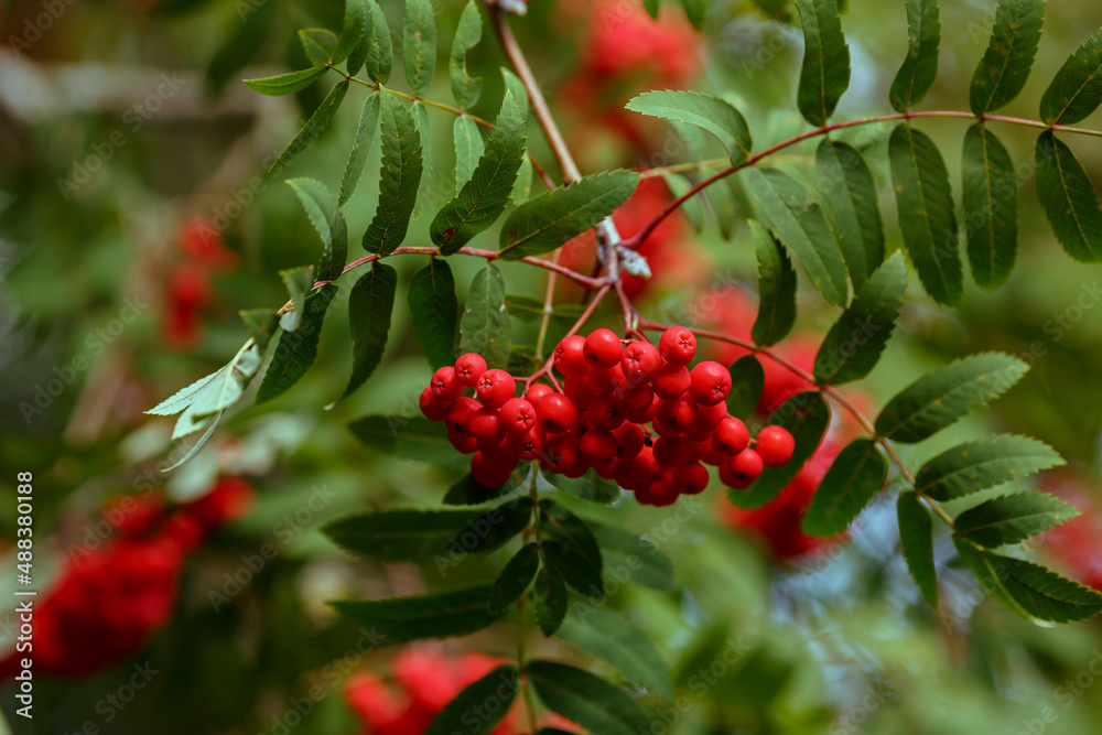 Rowan ordinary or Mountain ash ( lat. Sorbus aucuparia ) is a tree , a species of the genus Rowan of the Rosaceae family Rowan ordinary or Mountain ash ( lat. Sorbus aucuparia ) is a tree , a species of the genus Rowan of the Rosaceae family