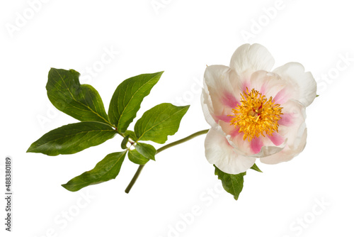 Elegant white simple shape peony flower with pink strokes on petals isolated on white background.