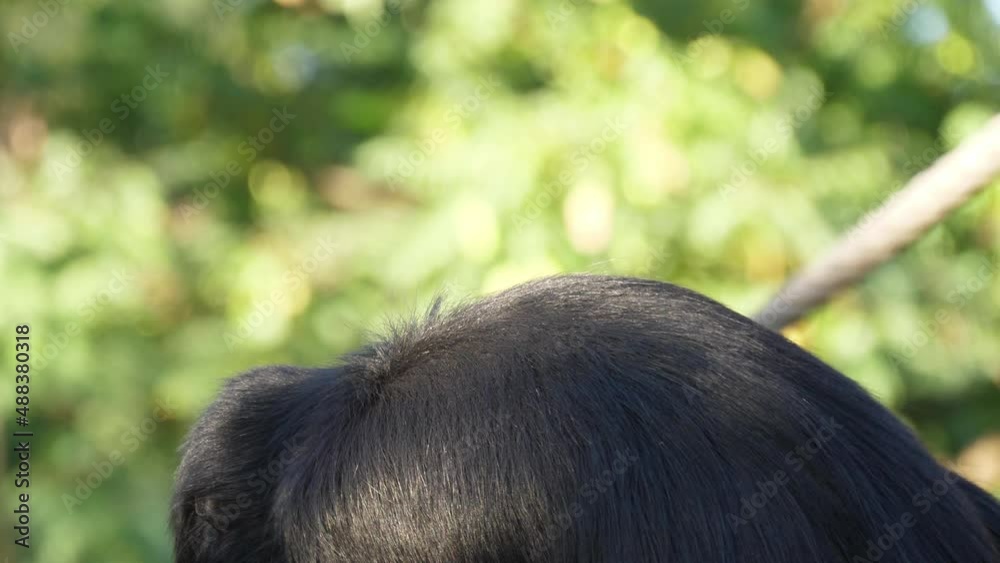 Colombian spider monkey on tree slow motion 4k