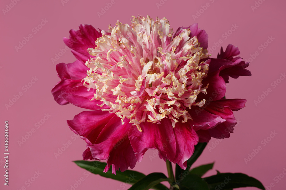 Beautiful peony flower with pink petals of dark pink color and light stamitodia isolated on pink background.