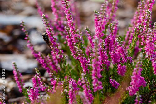 Heather ( lat. Calluna ) is a monotypic genus of flowering plants of the Heather family