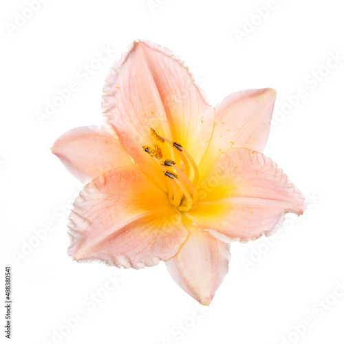 Elegant bright orange daylily flower isolated on white background.