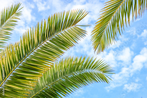 against the background of a cloudy blue sky several branches of a palm tree