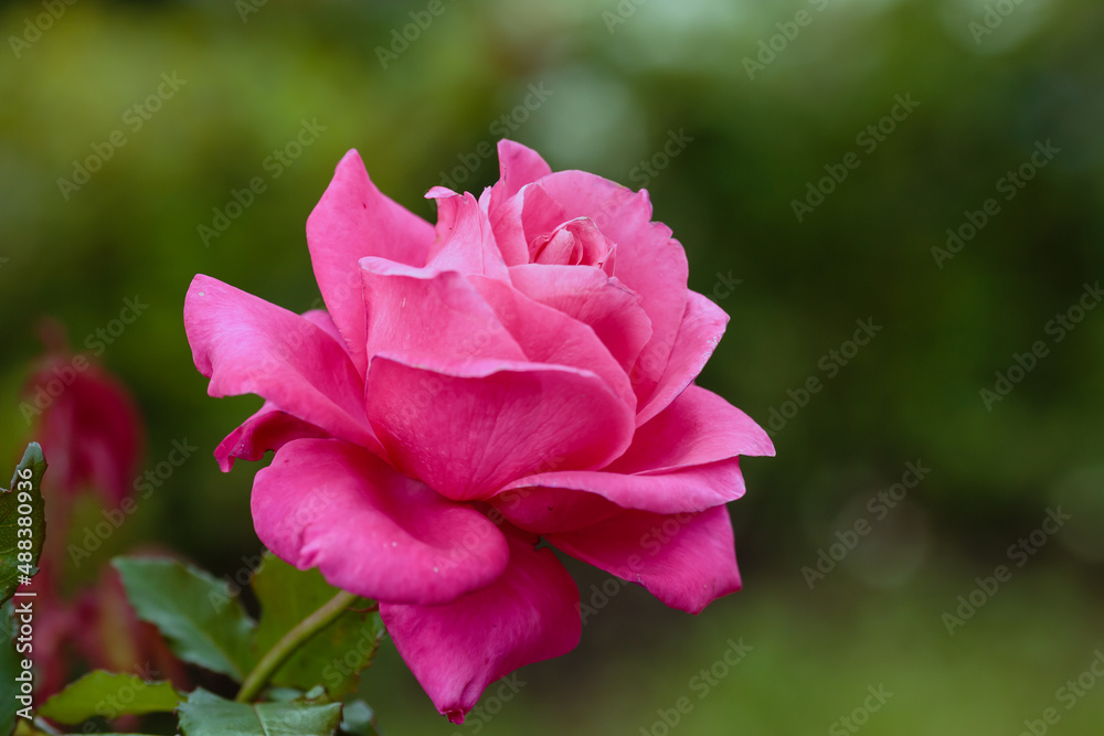 Beautiful rose in garden close up