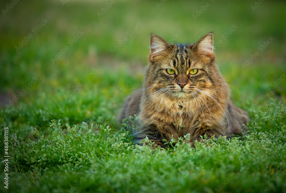 Close up photo of a furry cat with green eyes sitting on the grass