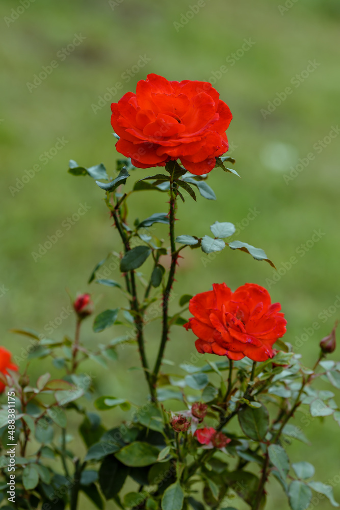 Red rose garden hybrid floribunda Red rose garden hybrid floribunda