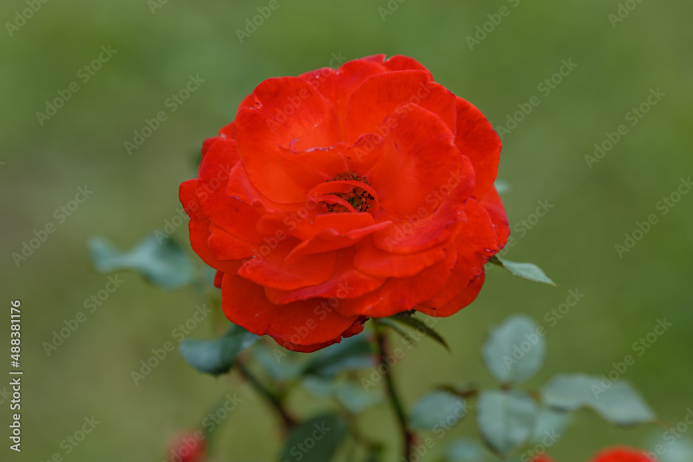 Red rose garden hybrid floribunda
