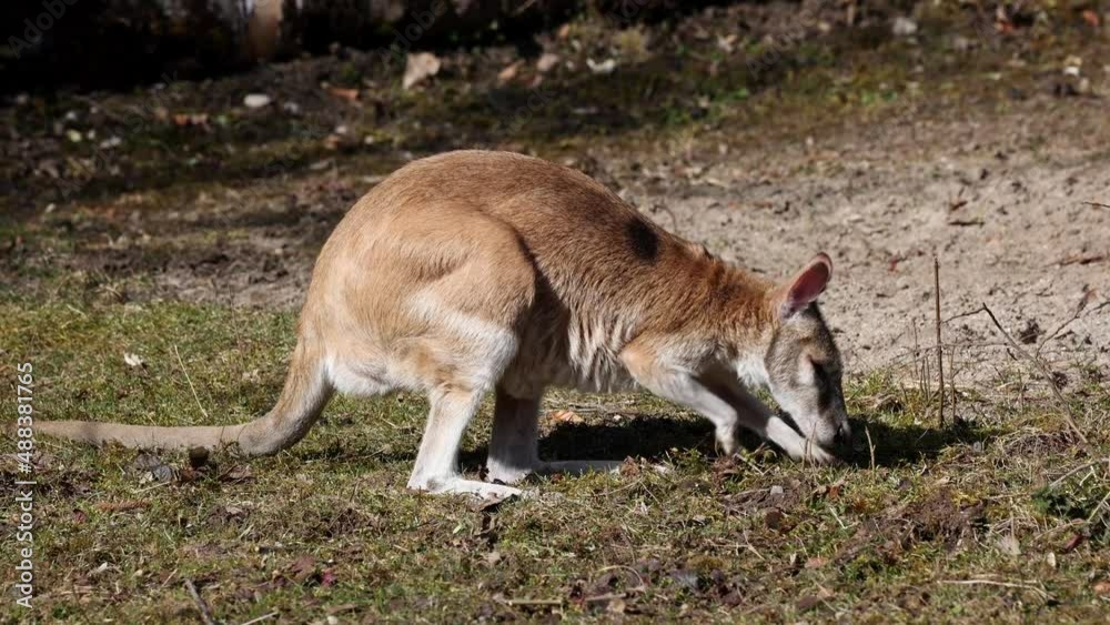 The agile wallaby, Macropus agilis also known as the sandy wallaby is a species of wallaby found in northern Australia and New Guinea. The agile wallaby, Macropus agilis also known as the sandy wallaby is a species of wallaby found in northern Australia and New Guinea.