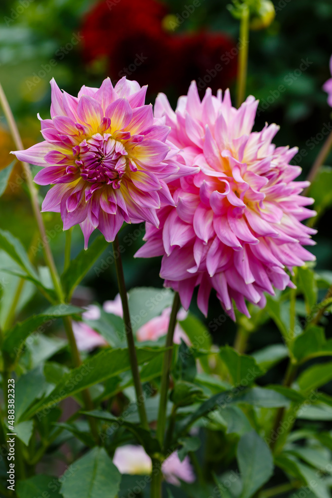 Obraz premium Georgina, also dahlia ( lat. Dahlia ), is a genus of perennial herbaceous plants of the Asteraceae family with tuberous roots and large brightly colored flowers