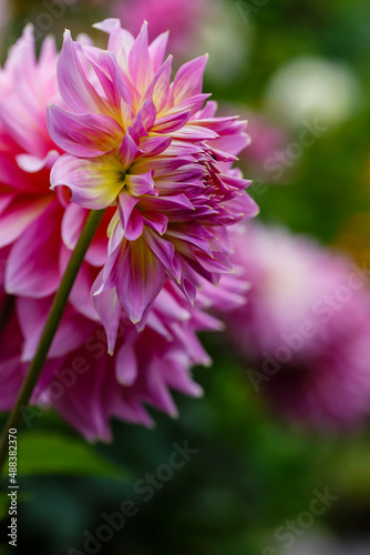 Georgina, also dahlia ( lat. Dahlia ), is a genus of perennial herbaceous plants of the Asteraceae family with tuberous roots and large brightly colored flowers © Flower_Garden