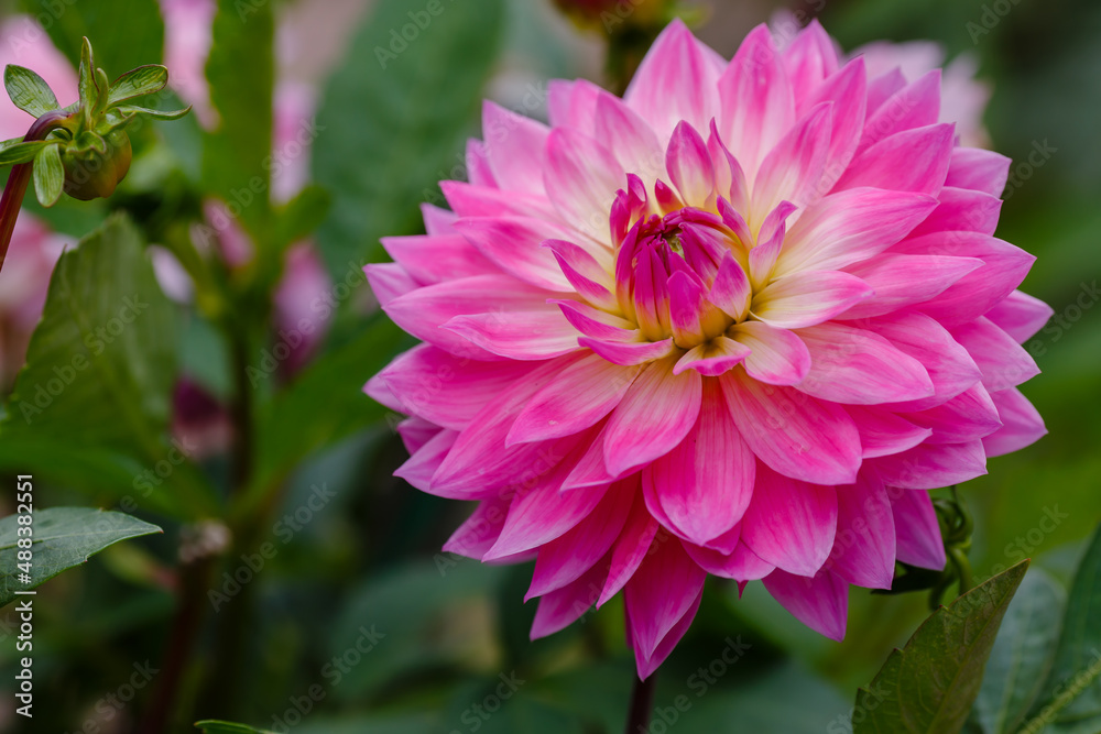 Georgina, also dahlia ( lat. Dahlia ), is a genus of perennial herbaceous plants of the Asteraceae family with tuberous roots and large brightly colored flowers