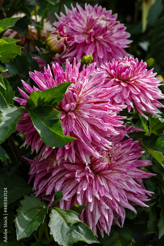The beautiful Dahlia flower in garden The beautiful Dahlia flower in garden