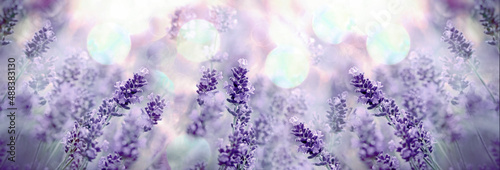 Soft focus on lavender, beautiful nature in flower garden	
