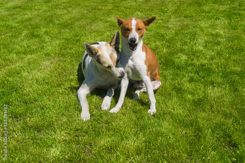 Young mixed breed dog bites basenji dog  to right leg  while sitting on a fresh lawn