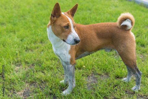 Side view portrait of dirty mature basenji dog standing  on a fresh lawn after run in dirty places
