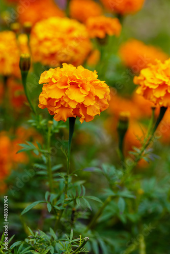  Close up marigold flowers  Tagetes erecta  gold marigold flower . Floral background