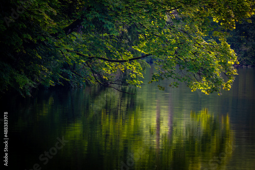 reflection of trees in water