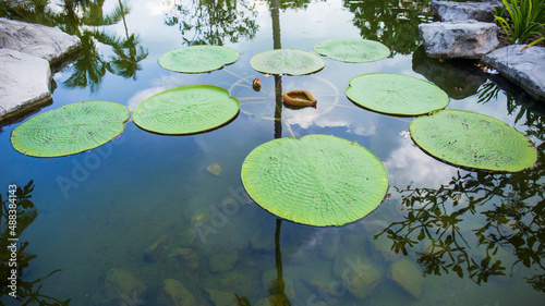 Victoria lotus leaf It is the largest lotus flower that floats on the water surface. © prasongtakham