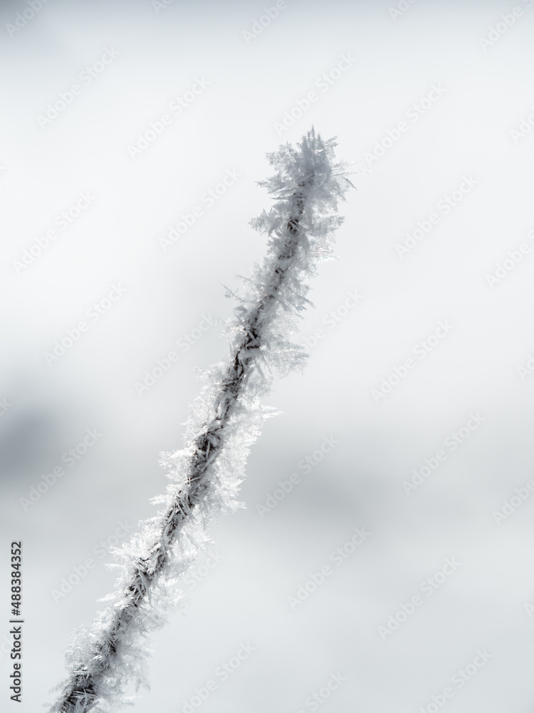 Obraz premium Ice crystals on branches