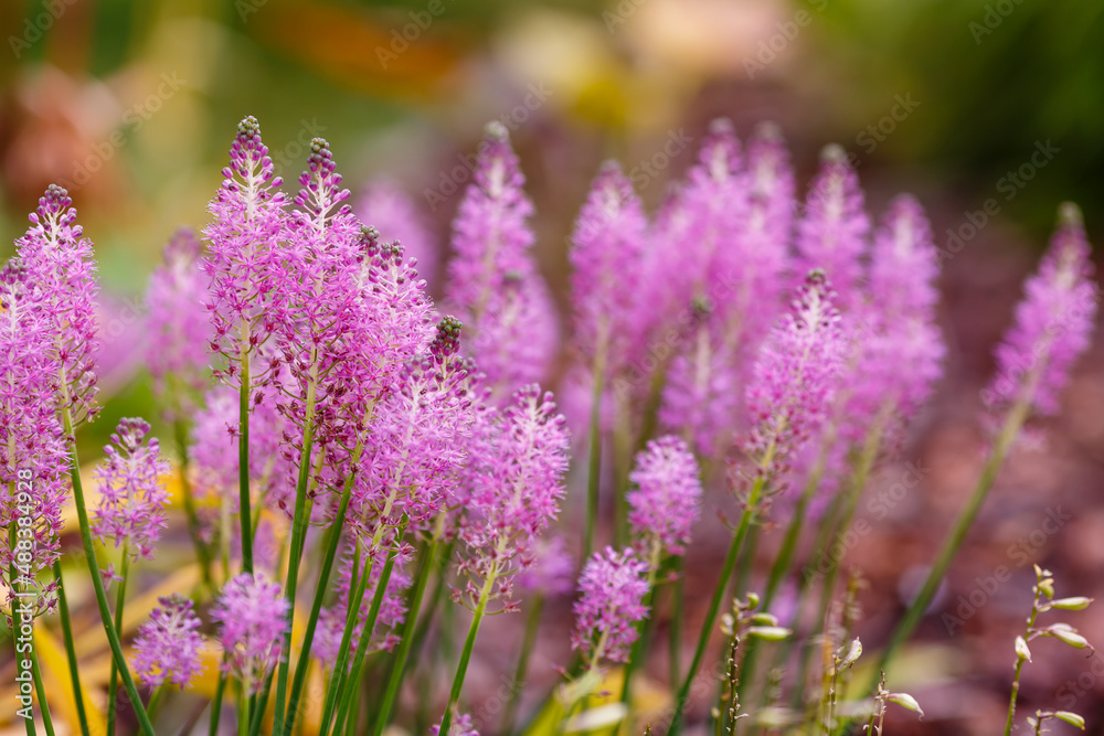 Obraz premium Barnardia japonica, the Japanese hyacinth, is a bulbous flowering plant of the Asparagus family