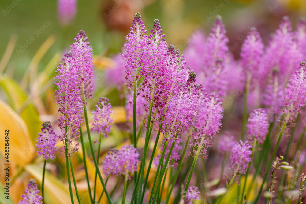 Barnardia japonica, the Japanese hyacinth, is a bulbous flowering plant of the Asparagus family Barnardia japonica, the Japanese hyacinth, is a bulbous flowering plant of the Asparagus family