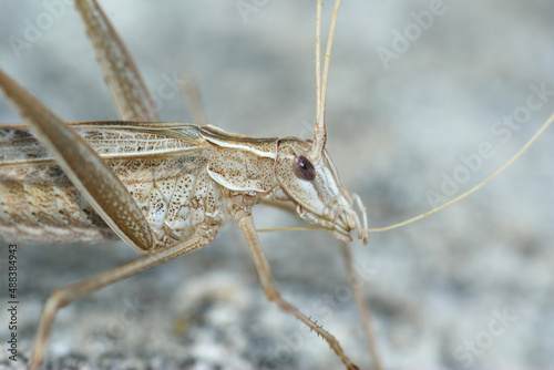Closeup on a mediterranean Lily Bush-cricket, Tylopsis lilifolia photo