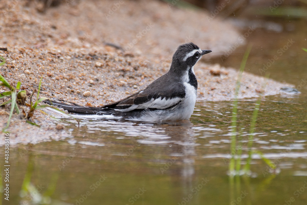 Bergeronnette du Cap,.Motacilla capensis, Cape Wagtail