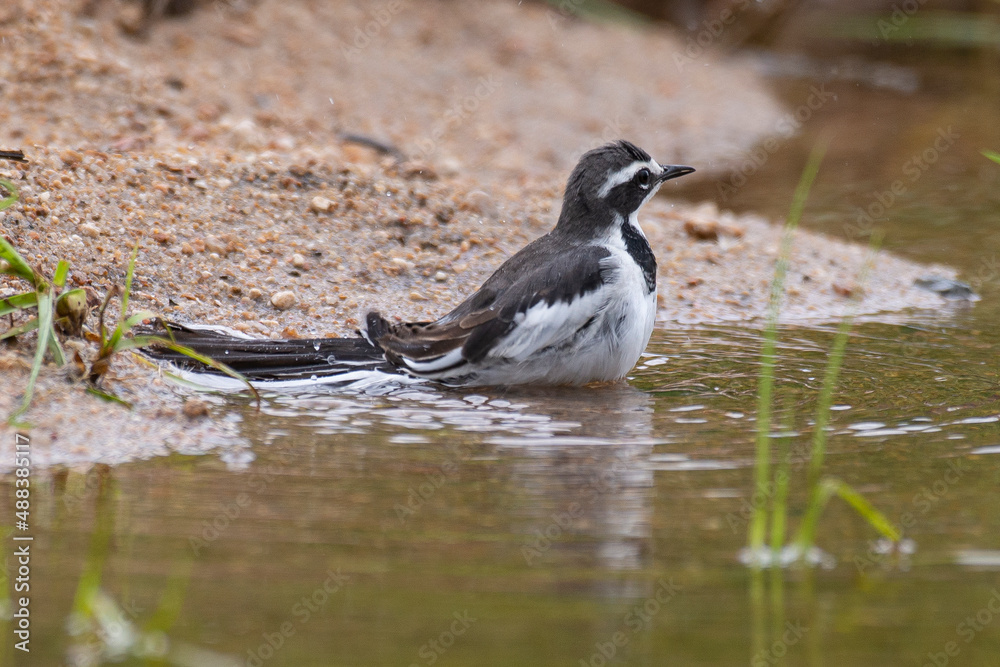 Bergeronnette du Cap,.Motacilla capensis, Cape Wagtail