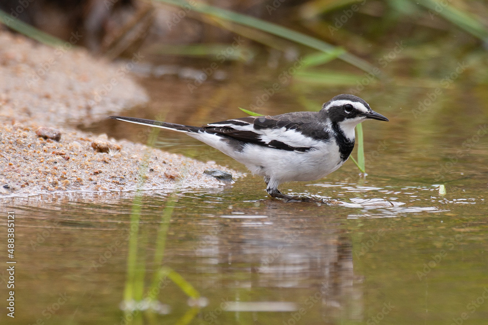 Bergeronnette du Cap,.Motacilla capensis, Cape Wagtail Bergeronnette du Cap,.Motacilla capensis, Cape Wagtail