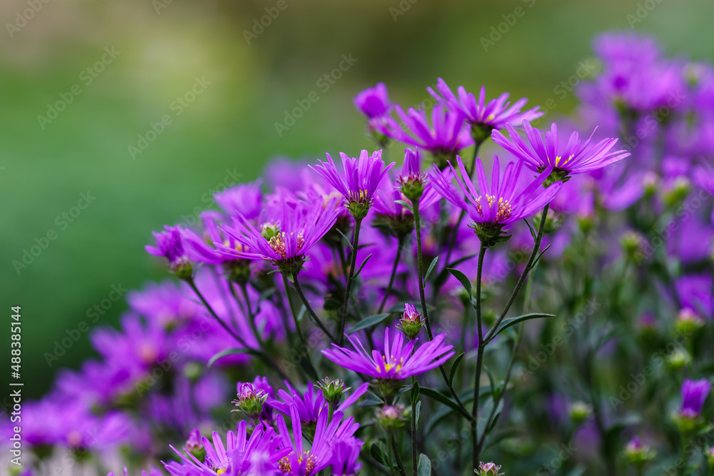 Aster ammellus sort Rudolf Goethe in garden. Beautiful purple flowers of autumn time.