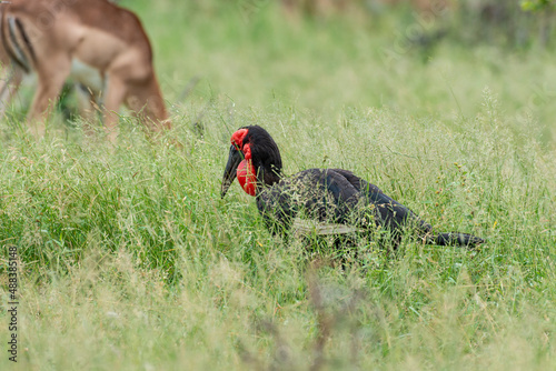 Bucorve du Sud  Grand calao terrestre  Bucorvus leadbeateri  Southern Ground Hornbill