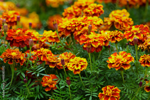 Orange marigold or tagetes flowers on garden. Close up marigold flowers (Tagetes erecta, gold marigold flower). Floral background