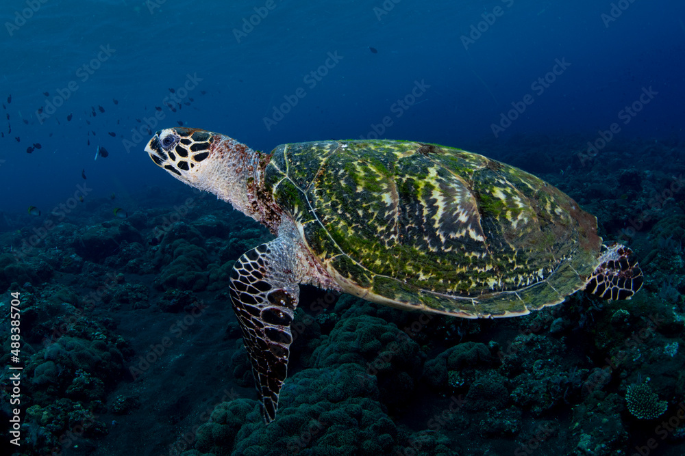 Hawksbill Turtle - Eretmochelys imbricata swims along coral reefs. Underwater world of Bali, Indonesia.