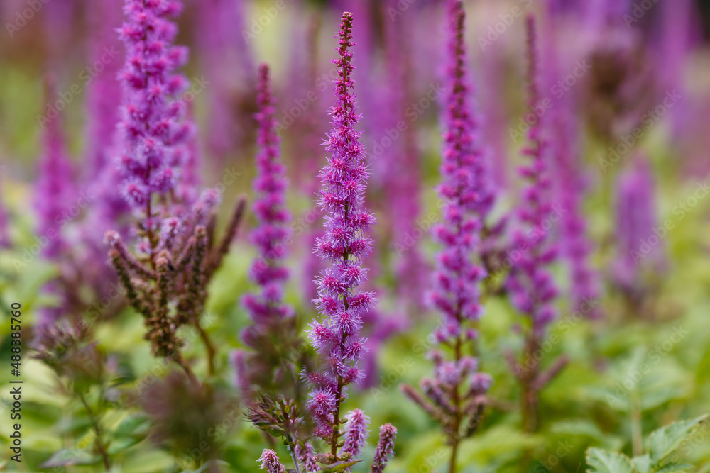 Astilba , or Astilbe is a genus of perennial plants of the Saxifrage family Astilba , or Astilbe is a genus of perennial plants of the Saxifrage family