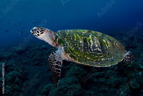 Fototapeta Naklejka Na Ścianę i Meble -  Hawksbill Turtle - Eretmochelys imbricata swims along coral reefs. Underwater world of Bali, Indonesia.