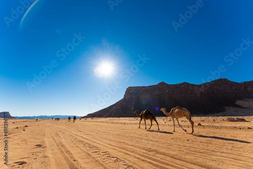 saudi arabia al ula desert camel