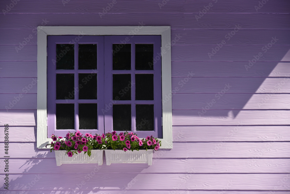 Window with purple flowers and purple house wall.Beautiful purple background.